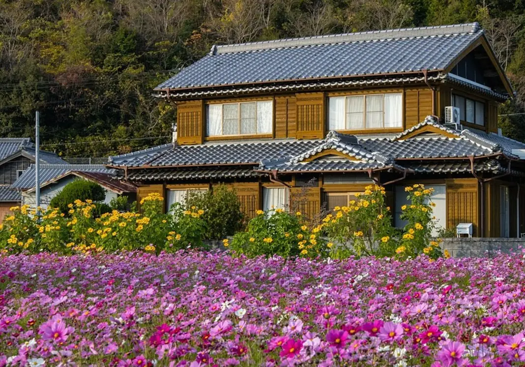 Cosmos in bloom in front of a traditional Japanese house (illustrative photo)