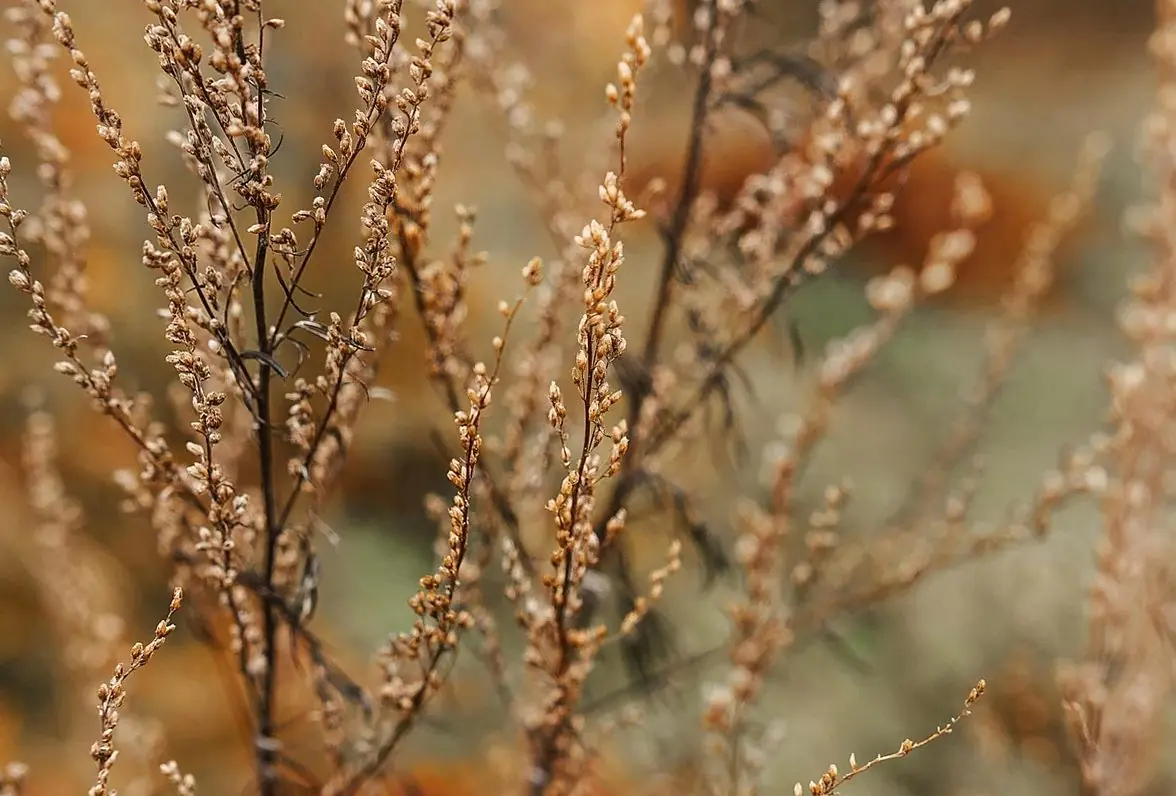 Dried grasses and seed heads in warm light (illustrative photo)